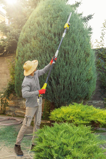 Naples, FL Tree Removal and Landscaping Services Company